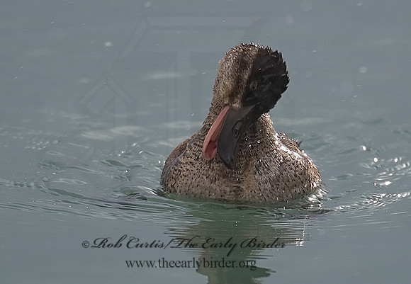 Oxyura jamaicensis  RUDDY DUCK 6029029