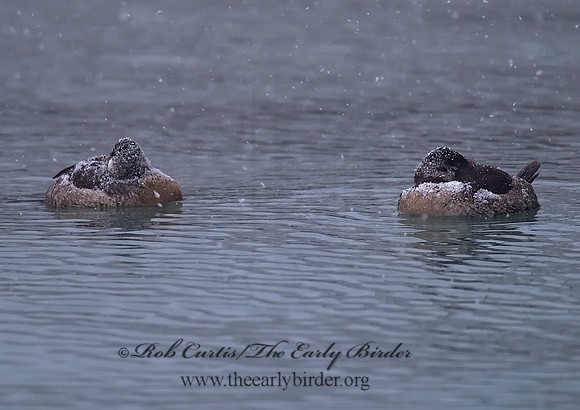 Oxyura jamaicensis  RUDDY DUCK 6028979