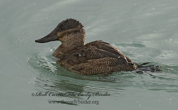 Oxyura jamaicensis  RUDDY DUCK 6029030