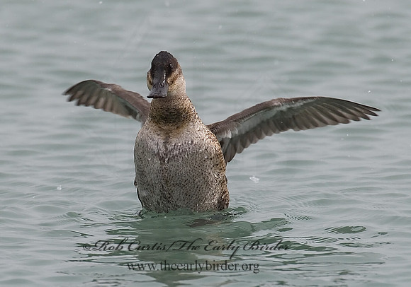 Oxyura jamaicensis  RUDDY DUCK 6029039
