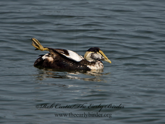 Somateria mallisima  COMMON EIDER 9033953