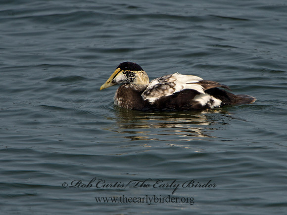 Somateria mallisima  COMMON EIDER 9033954