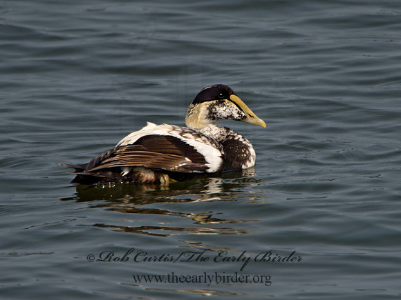 Somateria mallisima  COMMON EIDER 9033935