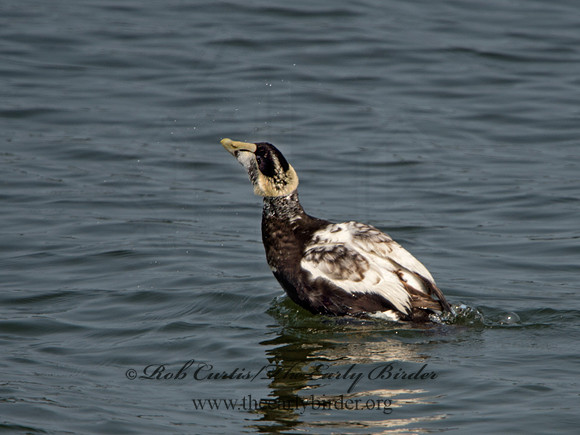 Somateria mallisima  COMMON EIDER 9033951