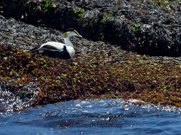 Somateria mallisima  COMMON EIDER 9032212