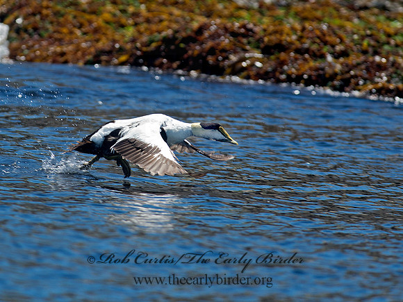 Somateria mallisima  COMMON EIDER 9032149