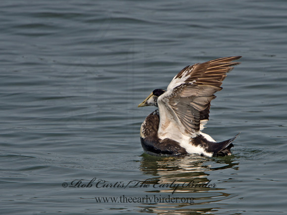 Somateria mallisima  COMMON EIDER 9033948