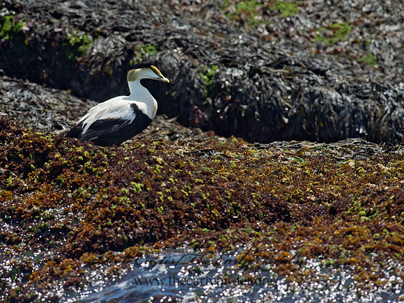 Somateria mallisima  COMMON EIDER 9032213