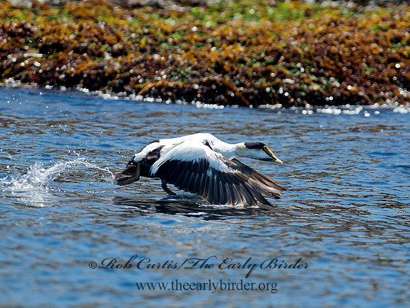 Somateria mallisima  COMMON EIDER 9032150