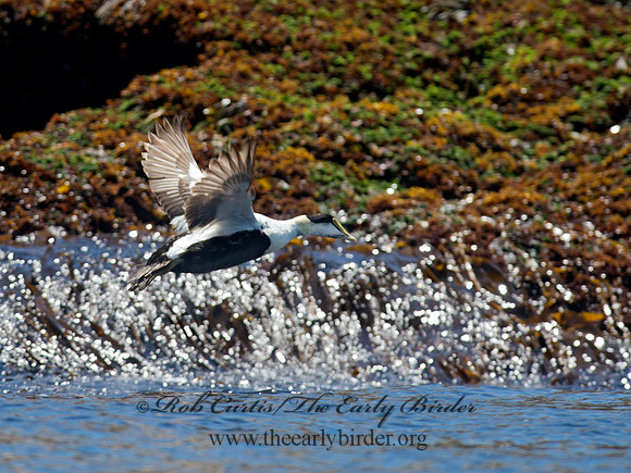 Somateria mallisima  COMMON EIDER 9032152
