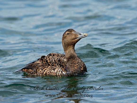 Somateria mallisima  COMMON EIDER 9031282