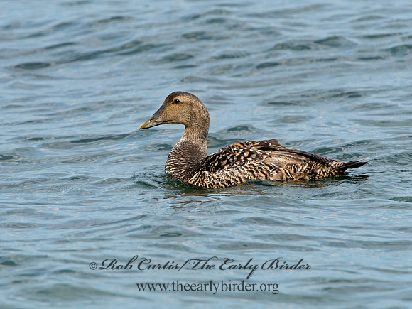 Somateria mallisima  COMMON EIDER 9031312