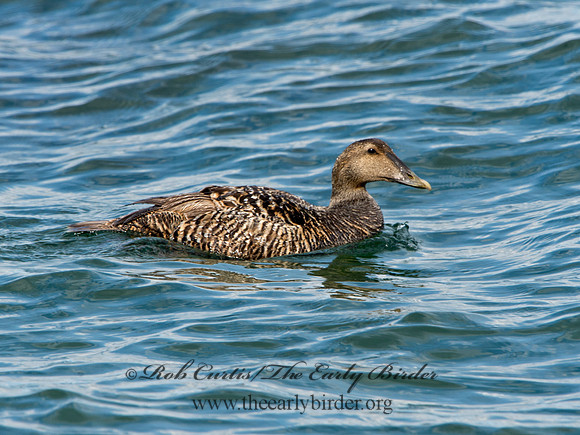 Somateria mallisima  COMMON EIDER 9031332