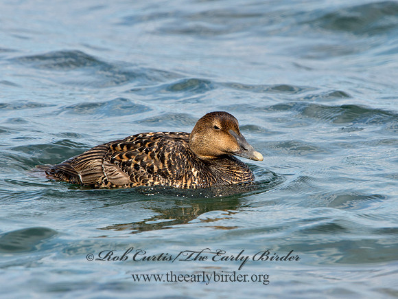 Somateria mallisima  COMMON EIDER 9031326