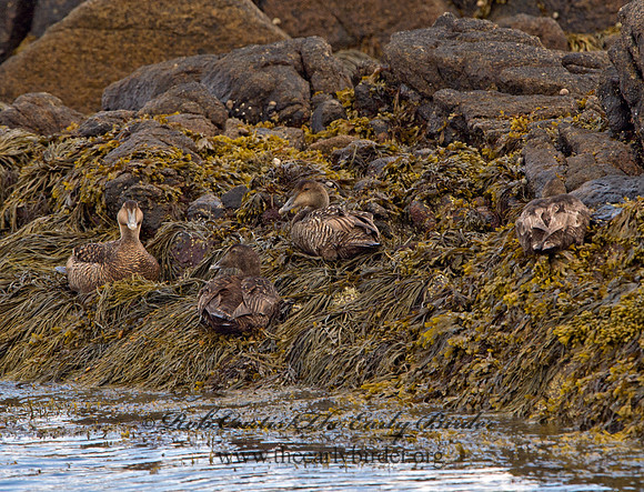 Somateria mallisima  COMMON EIDER 9031232