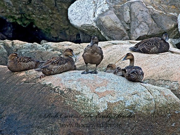 Somateria mallisima  COMMON EIDER 9031207