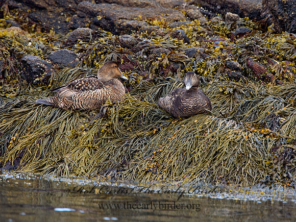 Somateria mallisima  COMMON EIDER 9031234