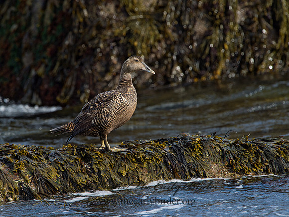 Somateria mallisima  COMMON EIDER 9031349
