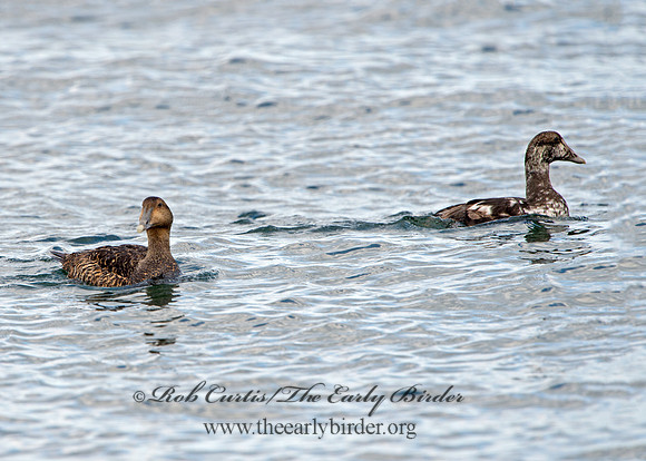 Somateria mallisima  COMMON EIDER 9031245