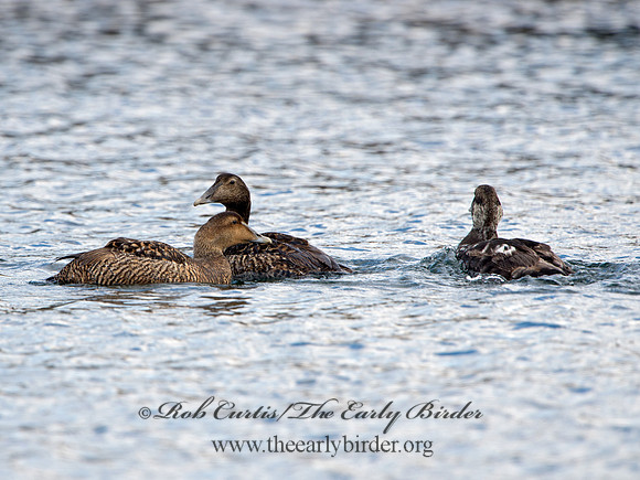 Somateria mallisima  COMMON EIDER 9031253