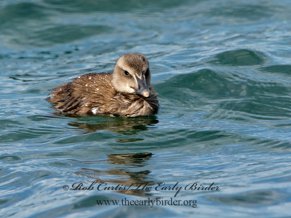 Somateria mallisima  COMMON EIDER 9031280