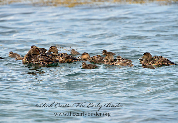 Somateria mallisima  COMMON EIDER 9031263