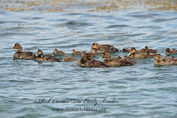 Somateria mallisima  COMMON EIDER 9031266