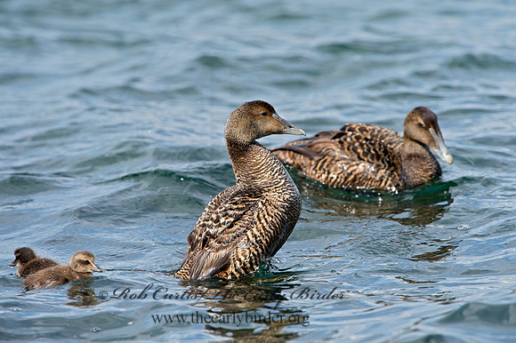 Somateria mallisima  COMMON EIDER 9031270
