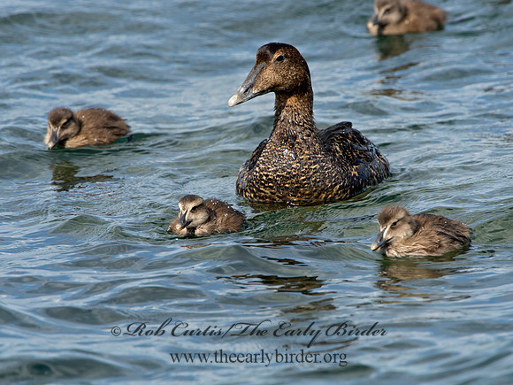 Somateria mallisima  COMMON EIDER 9031293