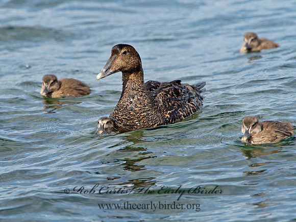 Somateria mallisima  COMMON EIDER 9031291
