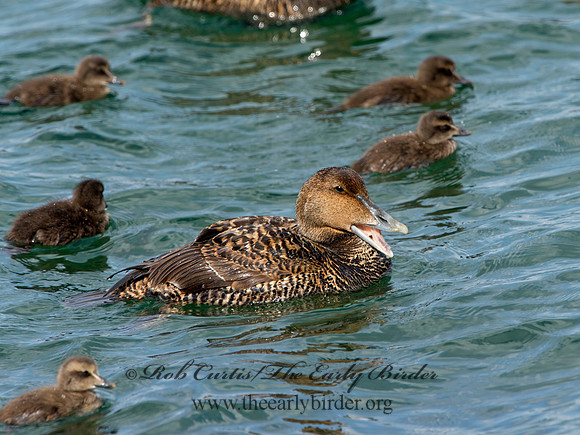 Somateria mallisima  COMMON EIDER 9031305
