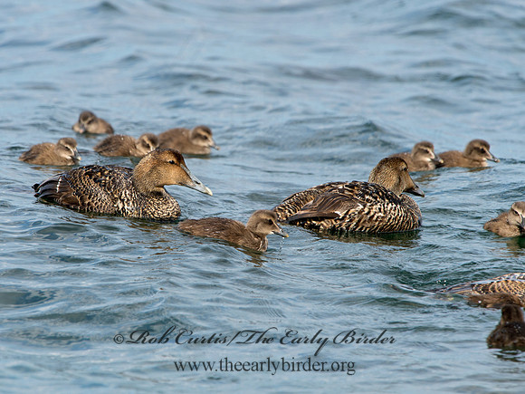 Somateria mallisima  COMMON EIDER 9031322