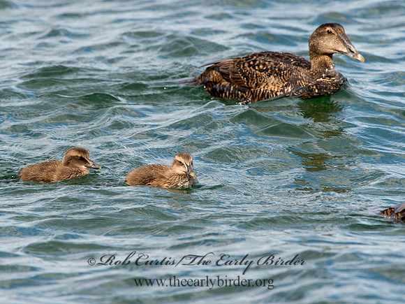 Somateria mallisima  COMMON EIDER 9031336