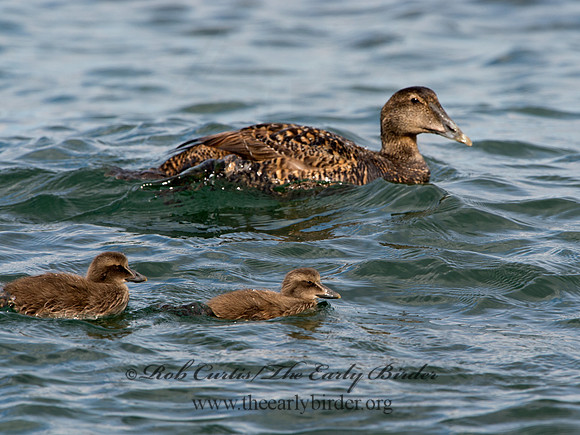 Somateria mallisima  COMMON EIDER 9031343
