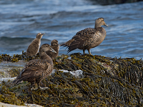 Somateria mallisima  COMMON EIDER 9031346