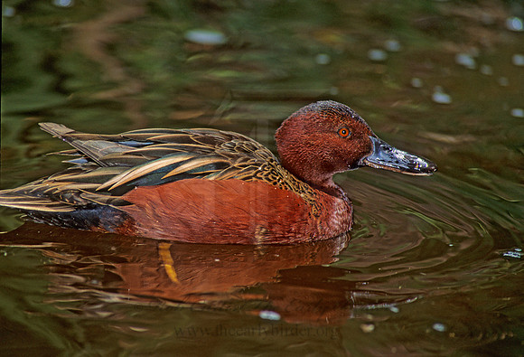 Spatula cyanoptera  CINNAMON TEAL 74630