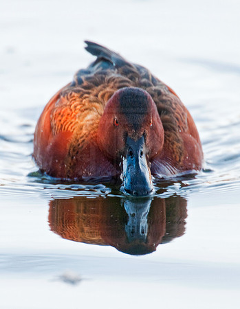 Spatula cyanoptera  CINNAMON TEAL 3006753