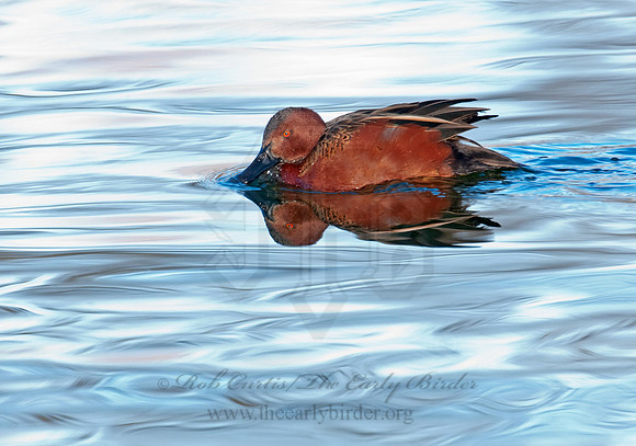 Spatula cyanoptera  CINNAMON TEAL 3006769