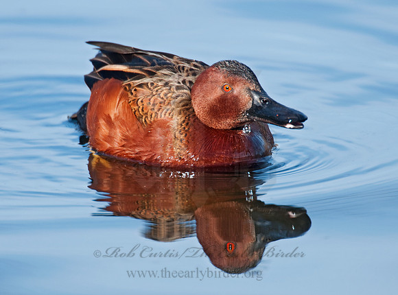 Spatula cyanoptera  CINNAMON TEAL 3006754