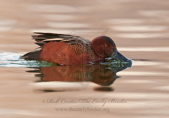 Spatula cyanoptera  CINNAMON TEAL 3006795