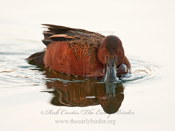 Spatula cyanoptera  CINNAMON TEAL 3006791