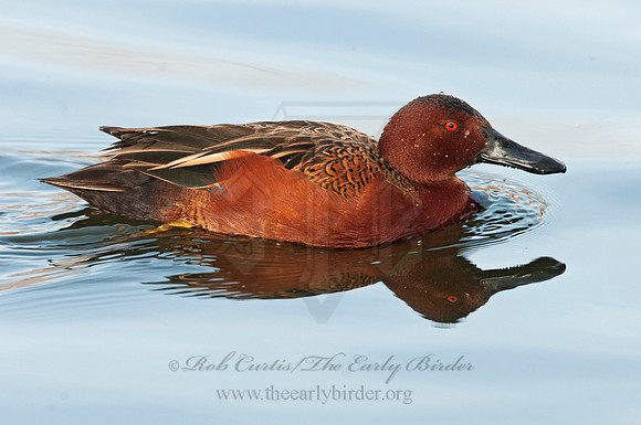 Spatula cyanoptera  CINNAMON TEAL 3006845