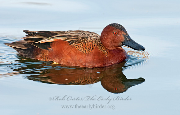 Spatula cyanoptera  CINNAMON TEAL 3006847