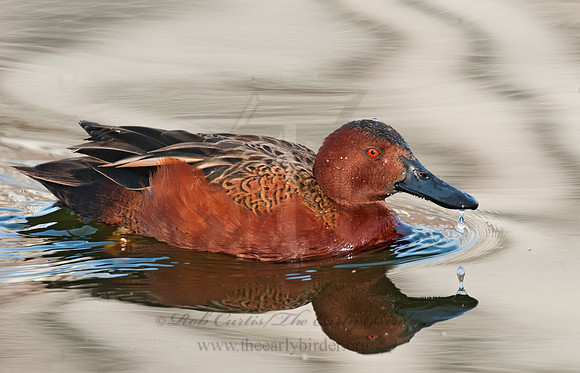Spatula cyanoptera  CINNAMON TEAL 3006851