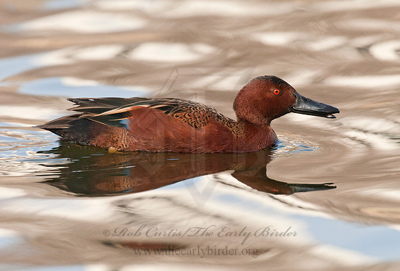 Spatula cyanoptera  CINNAMON TEAL 7017971