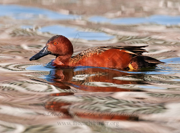 Spatula cyanoptera  CINNAMON TEAL 7017979