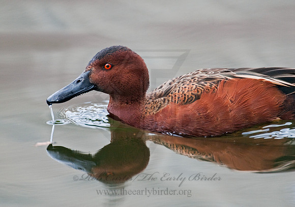 Spatula cyanoptera  CINNAMON TEAL 7017991
