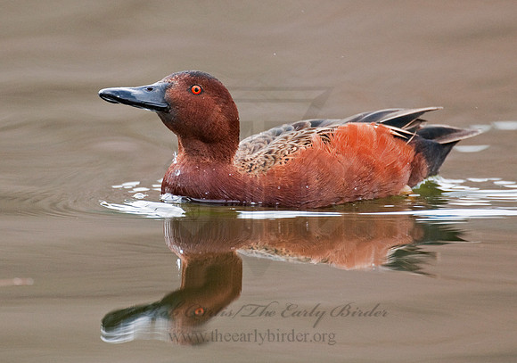 Spatula cyanoptera  CINNAMON TEAL 7017992