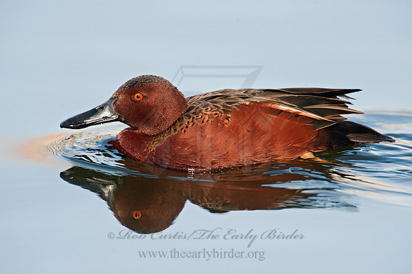 Spatula cyanoptera  CINNAMON TEAL 8025049