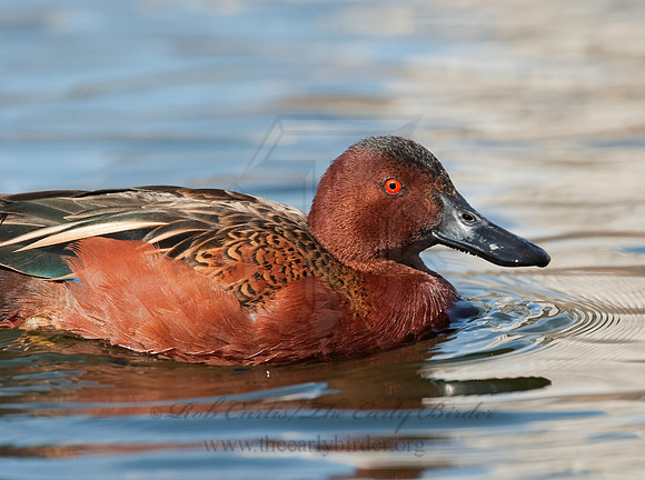 Spatula cyanoptera  CINNAMON TEAL 8025079